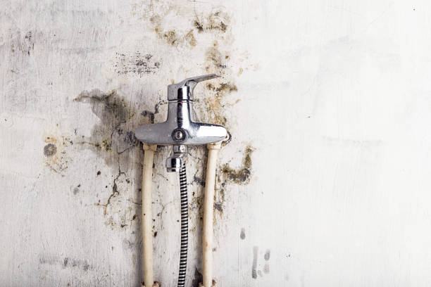 Best Fast Mold Removal  in Suffield Depot, CT