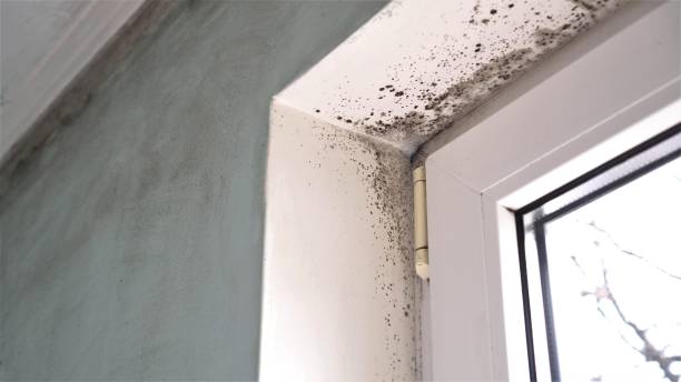 Best Office Mold Removal Services  in Suffield Depot, CT