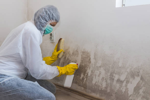 Best Mold Damage Repair  in Suffield Depot, CT
