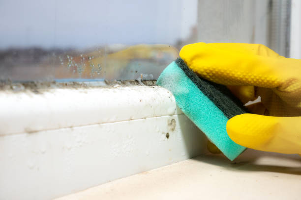 Best Best Mold Removal Companies  in Suffield Depot, CT