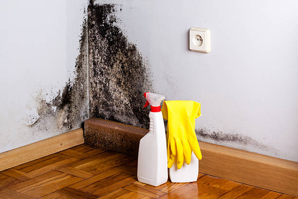 Best Home Mold Removal  in Suffield Depot, CT